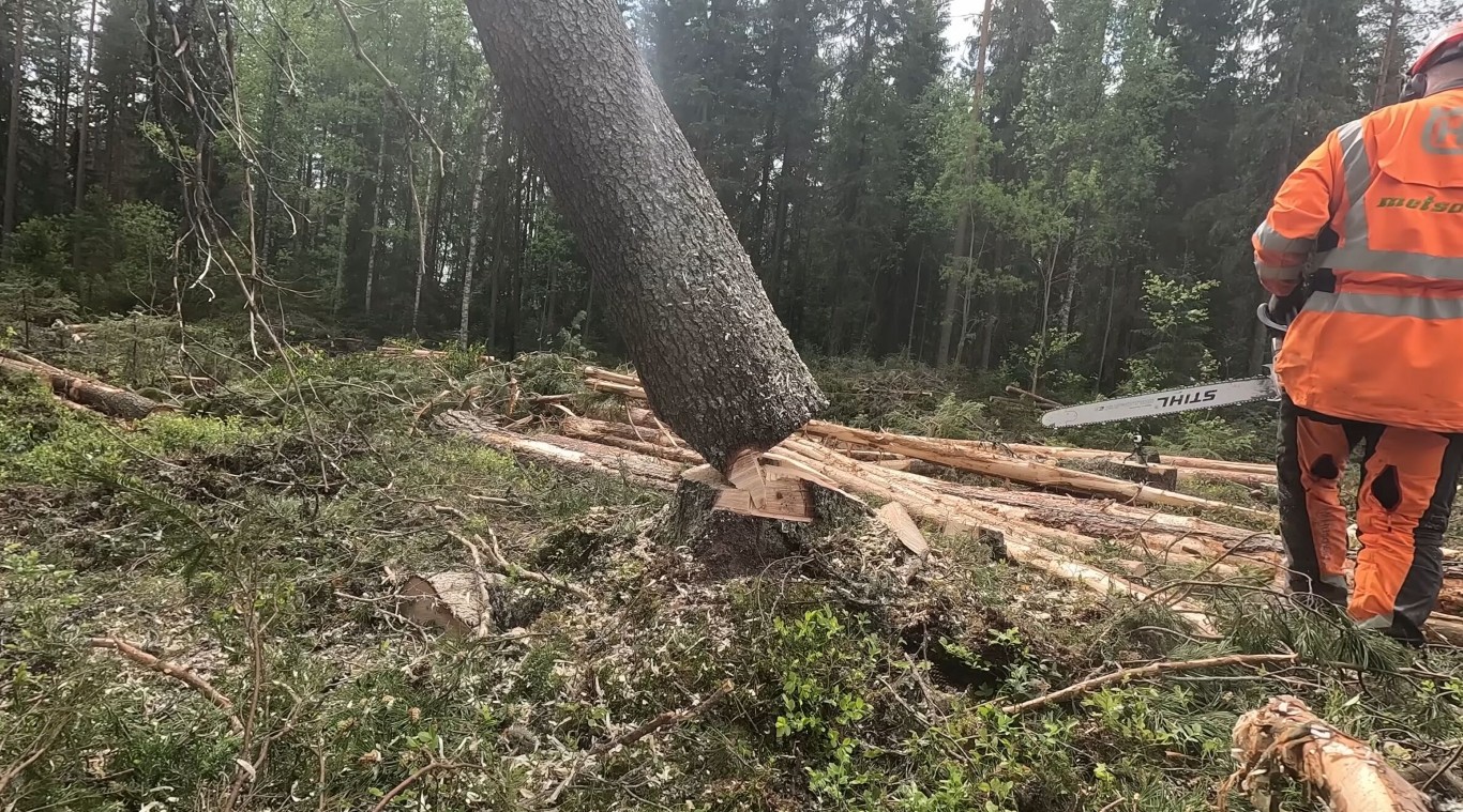 Hazardous & Large Tree Removal service in Blacksburg, VA